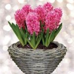 7 Hyacinth in Ornate Basket