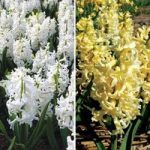 Hyacinth Spring Sunshine Mix 10 Bulbs