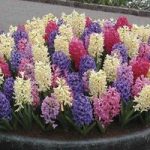 Hyacinth 20 Bulbs