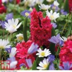 Hyacinth ‘Hollyhock’ and Anemone blanda Mix