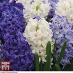 Hyacinth ‘Rhapsody in Blue’