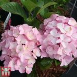 Hydrangea macrophylla ‘Belle Seduction’