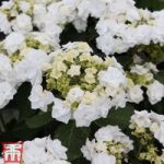 Hydrangea macrophylla ‘Wedding Gown’