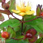Hypericum ‘Magical Red Flame’