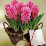 Scented Indoor Hyacinth 7 Bulbs in Rustic Basket plus Diary