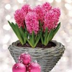 Scented Indoor Hyacinth 7 Bulbs in Ornate Basket plus Diary