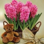 Scented Indoor Hyacinth 7 Bulbs in Rustic Basket + Cuddly Bear