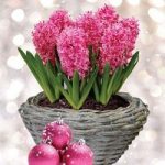 Scented Indoor Hyacinth 7 Bulbs in Ornate Basket