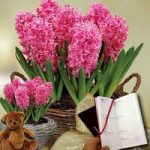 Scented Indoor Hyacinth 7 Bulbs in Ornate Basket + Cuddly Bear plus Diary