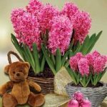Scented Indoor Hyacinth 7 Bulbs in Ornate Basket + Teddy Bear