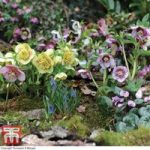 Hellebore ‘Anemone Flowered’ Collection