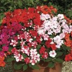 Busy Lizzie (Impatiens) Double Deluxe 170 Small Plug Plants