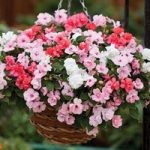 Busy Lizzie Pink Pastel 170 Small Plug Plants