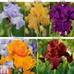 Iris ‘Re-Blooming Collection’