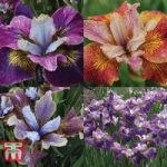 Iris ‘Peacock Butterfly Series’
