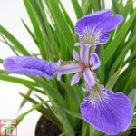 Iris setosa ‘Baby Blue’