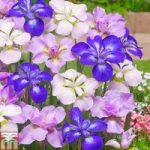 Iris Sibirica Mixed