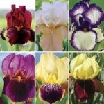 Bearded Iris (Iris Germanica) Collection of 6 Rhizomes