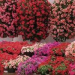 Impatiens Summer Waterfall 680 Plug Plants (2nd Delivery Period)