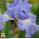 Iris ‘Victoria Falls’ (Re-Blooming)