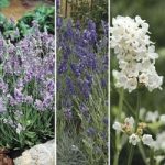 Lavender Ellagance Mix 12 Large Plants