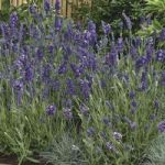 Lavender Elegance Purple 12 Large Plants