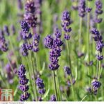Lavender ‘Hidcote’