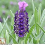 Lavender ‘Devonshire Compact’