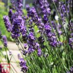 Lavender angustifolia ‘Lady’