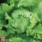 Lettuce ‘Webbs Wonderful’ (Iceberg/Crisphead)