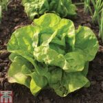Lettuce ‘All The Year Round’ (Butterhead)