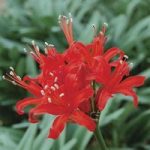 Guernsey Lilies (Nerine sarniensis) 3 Bulbs