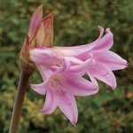 Jersey Lilies (Amaryllis Belladonna) 6 Bulbs