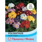 Thompson and Morgan Polyanthus Pacific Giants – 30 seeds
