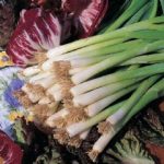Thompson and Morgan Winter White Bunching Spring Onion – 500 seeds