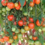 Thompson and Morgan Tumbling Tomato Tom Red – 15 seeds