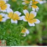 Thompson and Morgan RHS Childrens Seeds – Poached Egg Plant – 150 seeds