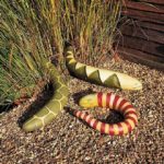Thompson and Morgan Snake Gourd – 25 seeds