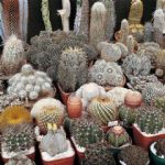 Thompson and Morgan Cactus Special Mixed – 25 seeds