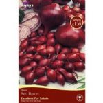 Spring Bulbs – Onion Red Baron