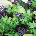 Thompson and Morgan Bright and Spicy Salad Leaves – 1500 seeds