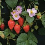 Thompson and Morgan Strawberry Florian – 15 seeds
