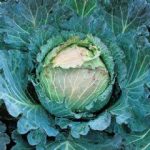 Thompson and Morgan Cabbage January King – 500 seeds