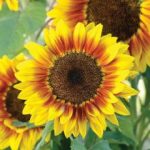 Thompson and Morgan Sunflower Solar Flash – 12 seeds
