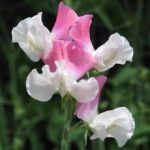 Thompson and Morgan Sweet Pea Promise – 25 seeds