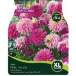 Taylors Dahlia Pink Fusion Collection 4 x Tubers