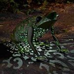 Smart Garden Solar Frog Light