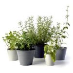 Burgon & Ball Sophie Conran Ombre Plant Pots Grey – Set of 5