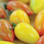 Thompson and Morgan Tomato Artisan Mix – 8 Seeds