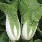 Thompson and Morgan Chinese Cabbage Natsuki – 30 Seeds